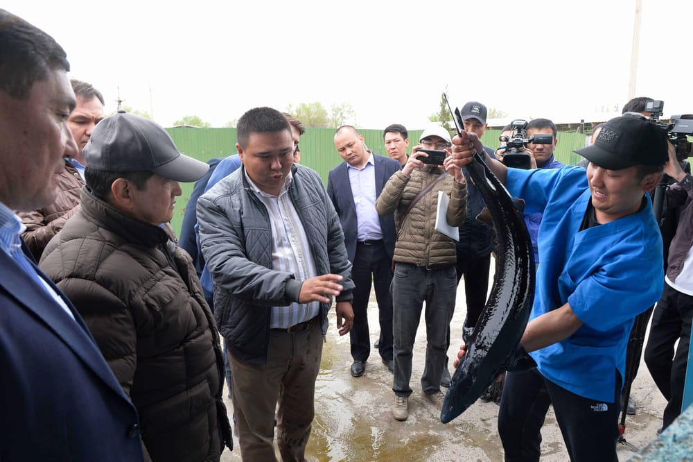 Акылбек Жапаров высказался за восстановление производства осетровой икры в Кыргызстане изображение публикации