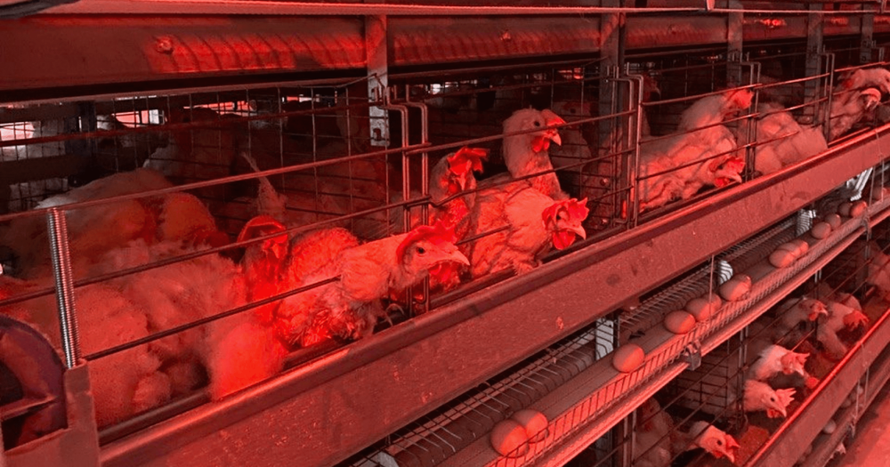 Кабмин обещает ужесточить наказания за контрабанду яиц изображение публикации