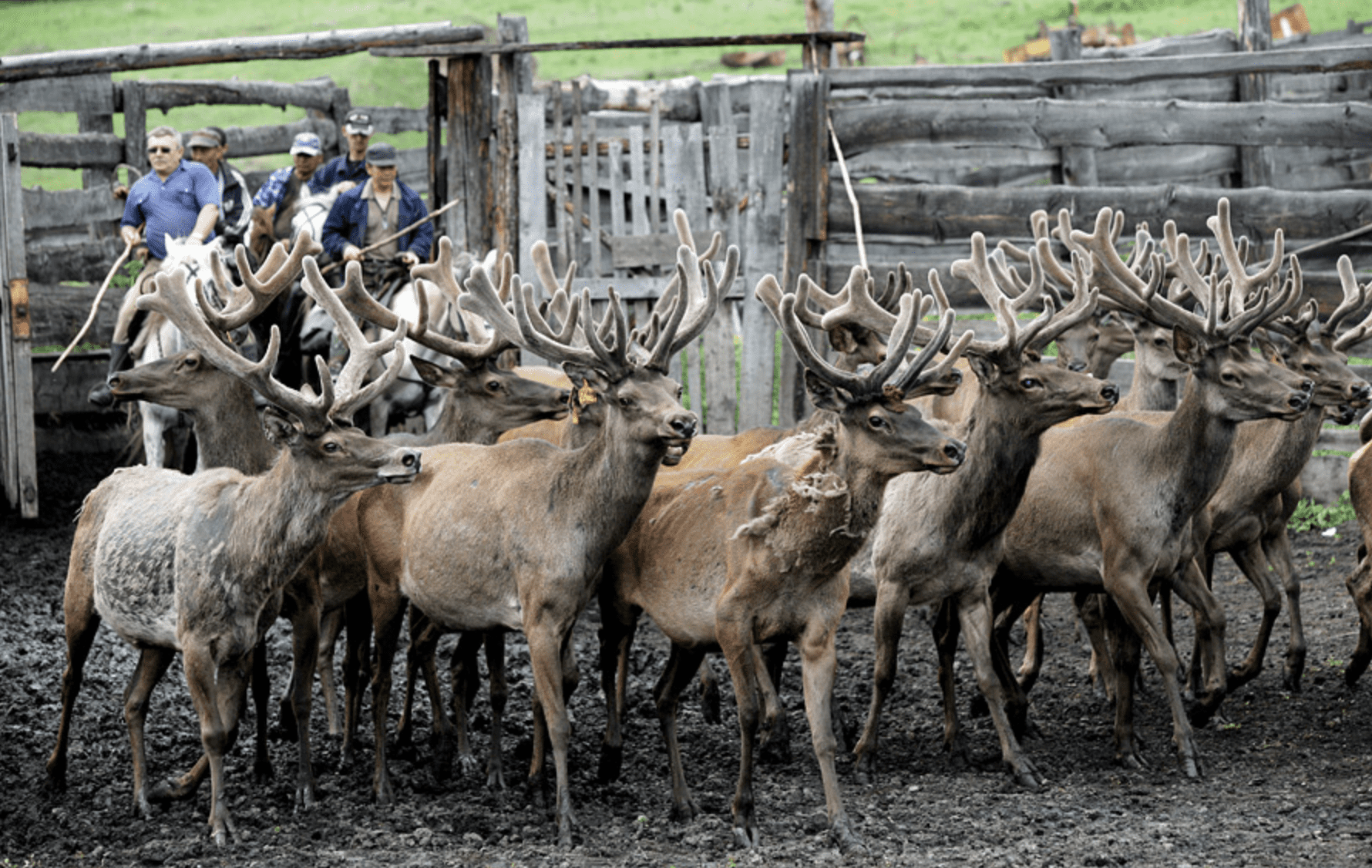 В Таласскую область завезли редких маралов — «Альянс Алтын» выделил 2.5 млн сомов (ВИДЕО) изображение публикации