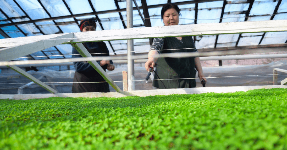 На гранты вместо пособий малообеспеченные семьи открыли подсобные хозяйства, теплицы и СТО изображение публикации