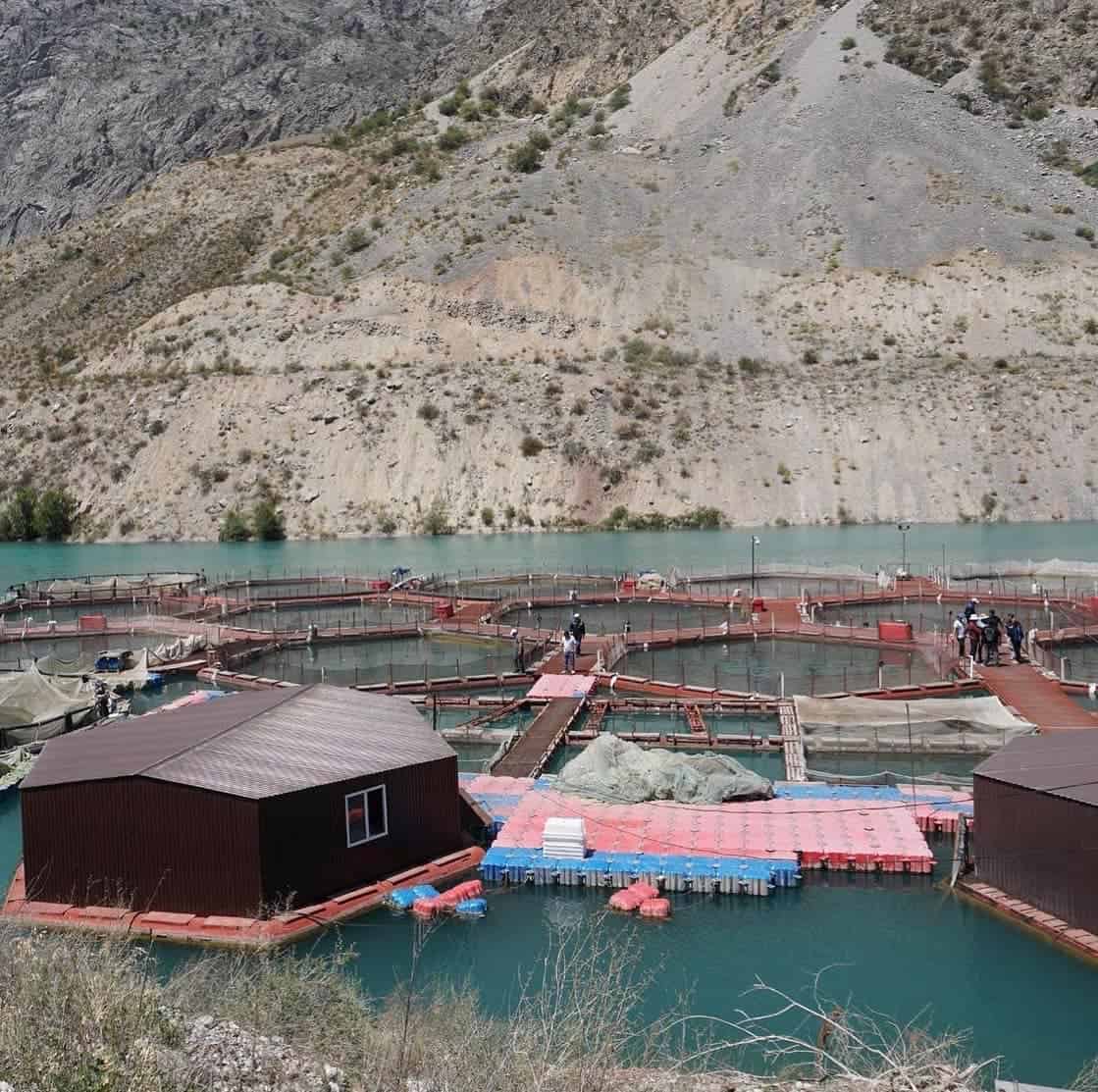 Россельхознадзор снял ограничения на поставку рыбы для двух компаний из Кыргызстана изображение публикации