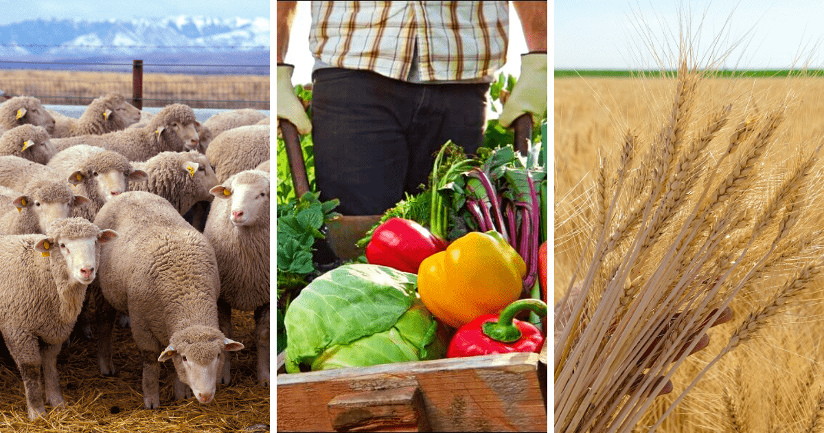 Для поддержки агрокластеров в Кыргызстане выделили 10 млрд сомов изображение публикации