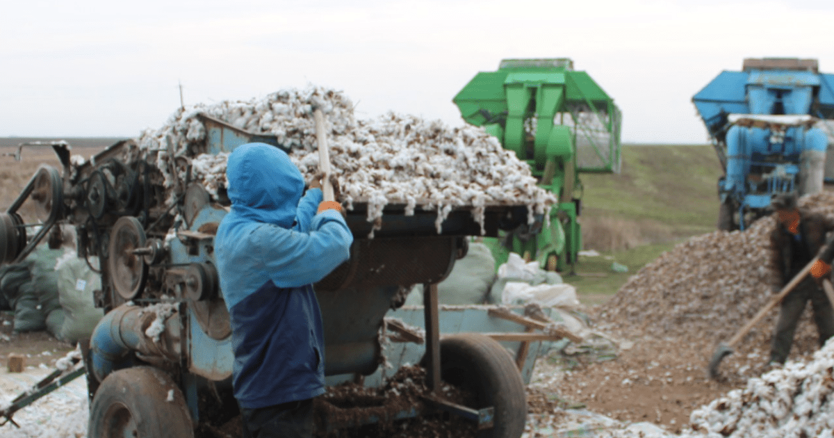 В Панфиловском районе начали выращивать хлопок. ФОТО изображение публикации