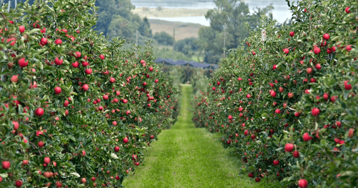 Минэконом выложил в свободный доступ 7 типовых бизнес-планов для открытия своего дела изображение публикации