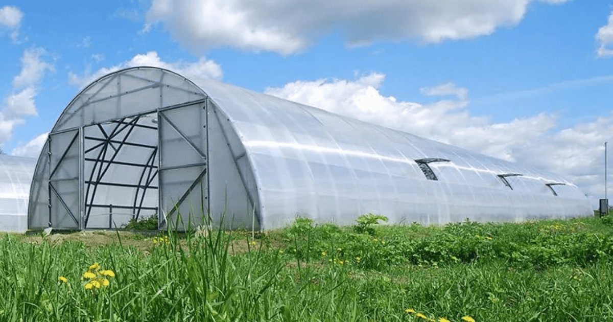 1300 теплиц функционируют в Кыргызстане — Минсельхоз изображение публикации