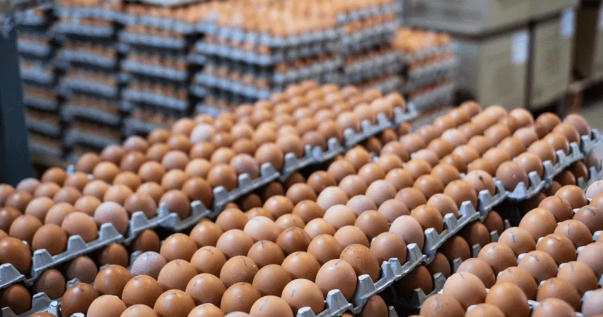 В Чуйской области построят птицефабрику за $1.2 млн изображение публикации