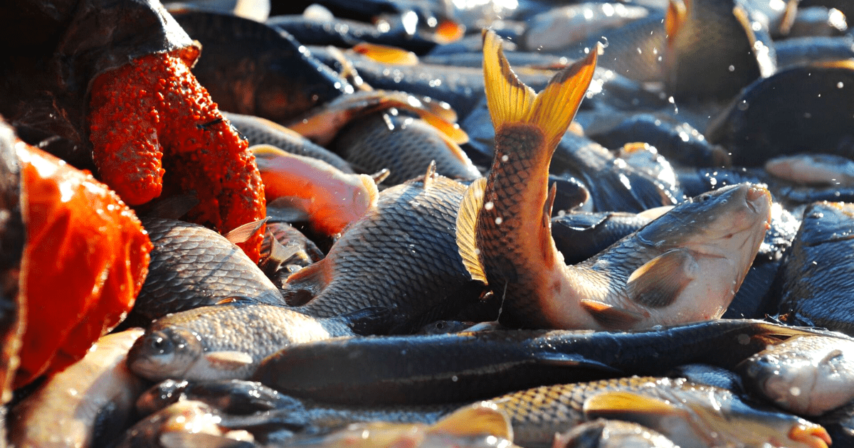 В каких рыбных хозяйствах Кыргызстана усомнился Россельхознадзор? Список компаний изображение публикации