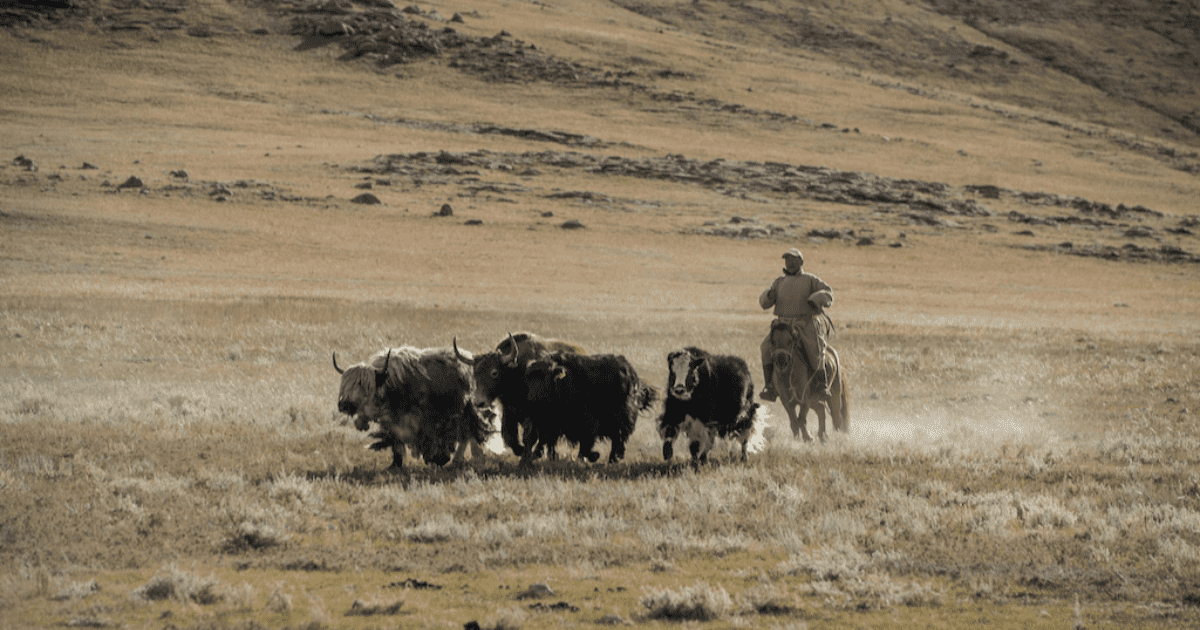 Азиатский банк развития выделит Монголии $448 млн на поддержку пастбищ изображение публикации