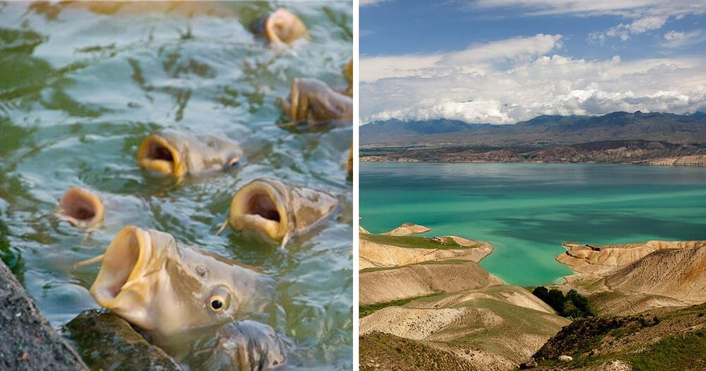 В Токтогульском водохранилище будут разводить рыбу — Минсельхоз объявил конкурс изображение публикации