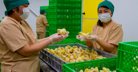 Как крупнейшая птицефабрика в Кыргызстане поставляет продукцию KFC – видео изображение публикации