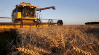 Кабмин установил план по сбору пшеницы на 2024 год - 100 тысяч тонн изображение публикации