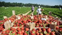 Кыргызстан надеется на увеличение квоты на трудоустройство сезонных рабочих в Великобританию изображение публикации