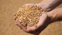 Россия запретила вывоз пшеницы – как это отразится на Кыргызстане? изображение публикации