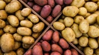 В 2024 году в Чуйской области начнут строить торгово-логистический центр для хранения картофеля изображение публикации
