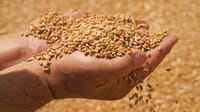 В Кыргызстане закончили уборку зерна - из-за засухи урожайность снизился почти на 28% изображение публикации