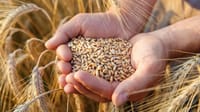 Засуха сильно повлияла на урожай пшеницы и ячменя — Минсельхоз изображение публикации