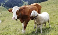 Кыргызстан экспортировал 195.4 тысячи голов скота в прошлом году изображение публикации