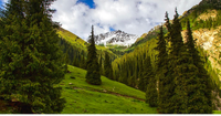 На защиту и воспроизводство лесов в Кыргызстане в 2023 году потратили 76.3 млн сомов изображение публикации