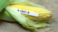 В КР планируют ввести запрет на импорт ГМО-семян – ограничения сыграют на руку России изображение публикации