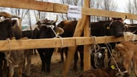 На Иссык-Куле 200 семей получили по одной корове с теленком изображение публикации