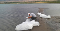 В озеро Иссык-Куль выпустили 6 млн мальков карпа-сазана изображение публикации