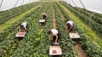 В конце мая в КР начнется онлайн-регистрация на сезонные сельхозработы в Великобритании изображение публикации