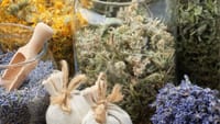 В Суусамыре началось пилотное выращивание органических лекарственных трав изображение публикации