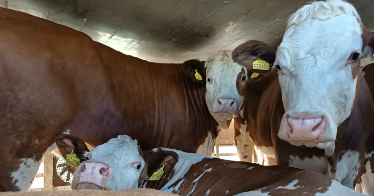 Фермерам Чуйской области передали в лизинг 32 коровы из Чехии