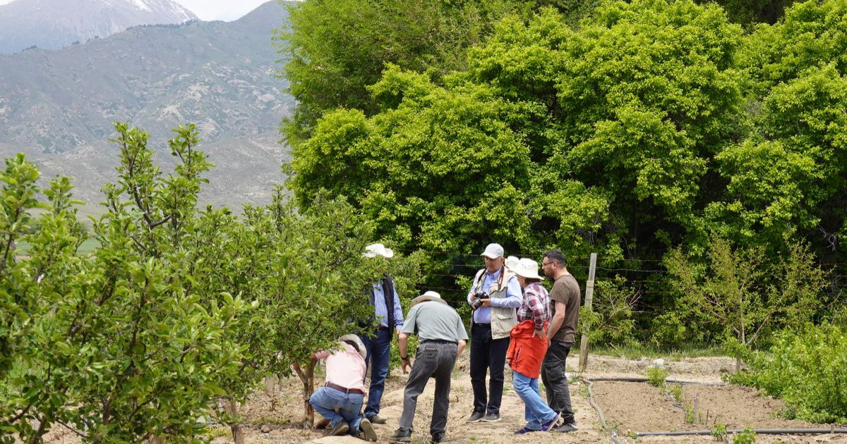 В Кыргызстане в следующем году откроют два плодовых питомника — будут выращивать саженцы садовых растений и ягод