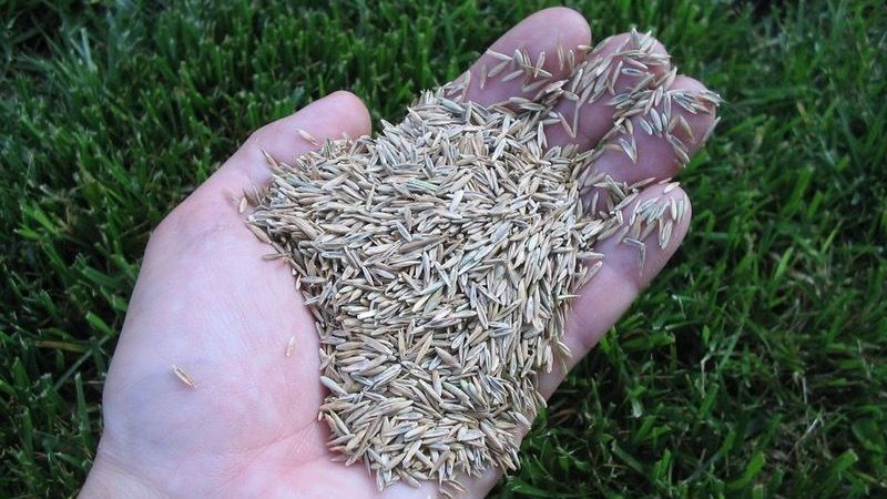 Минсельхоз купил у России пастбищные семена на 30 млн сомов
