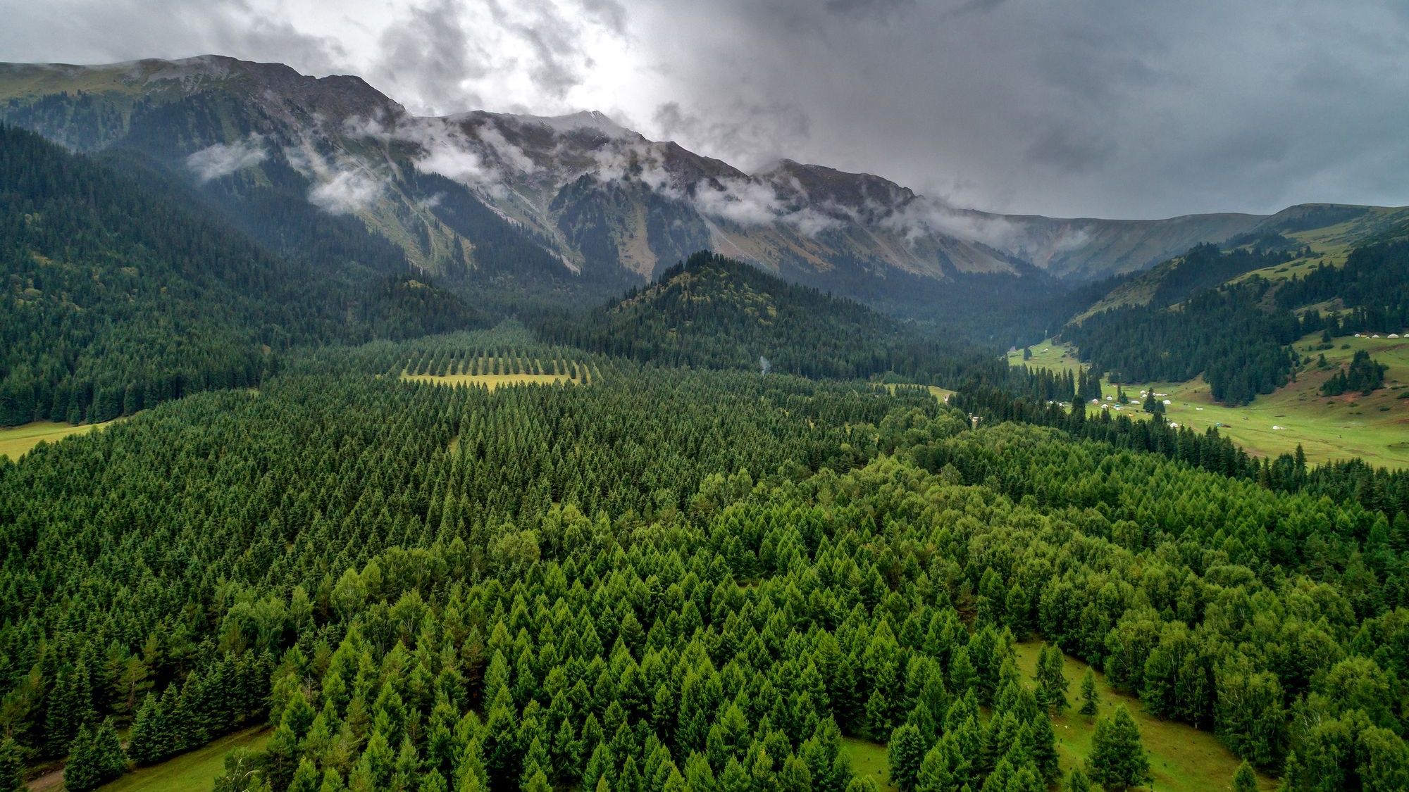 Площадь лесов в Кыргызстане выросла почти на 2% — глава Лесной службы