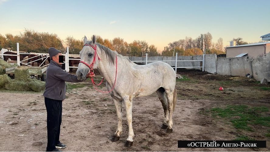 ГКНБ проведет конный аукцион по продаже жеребцов Кольбаева
