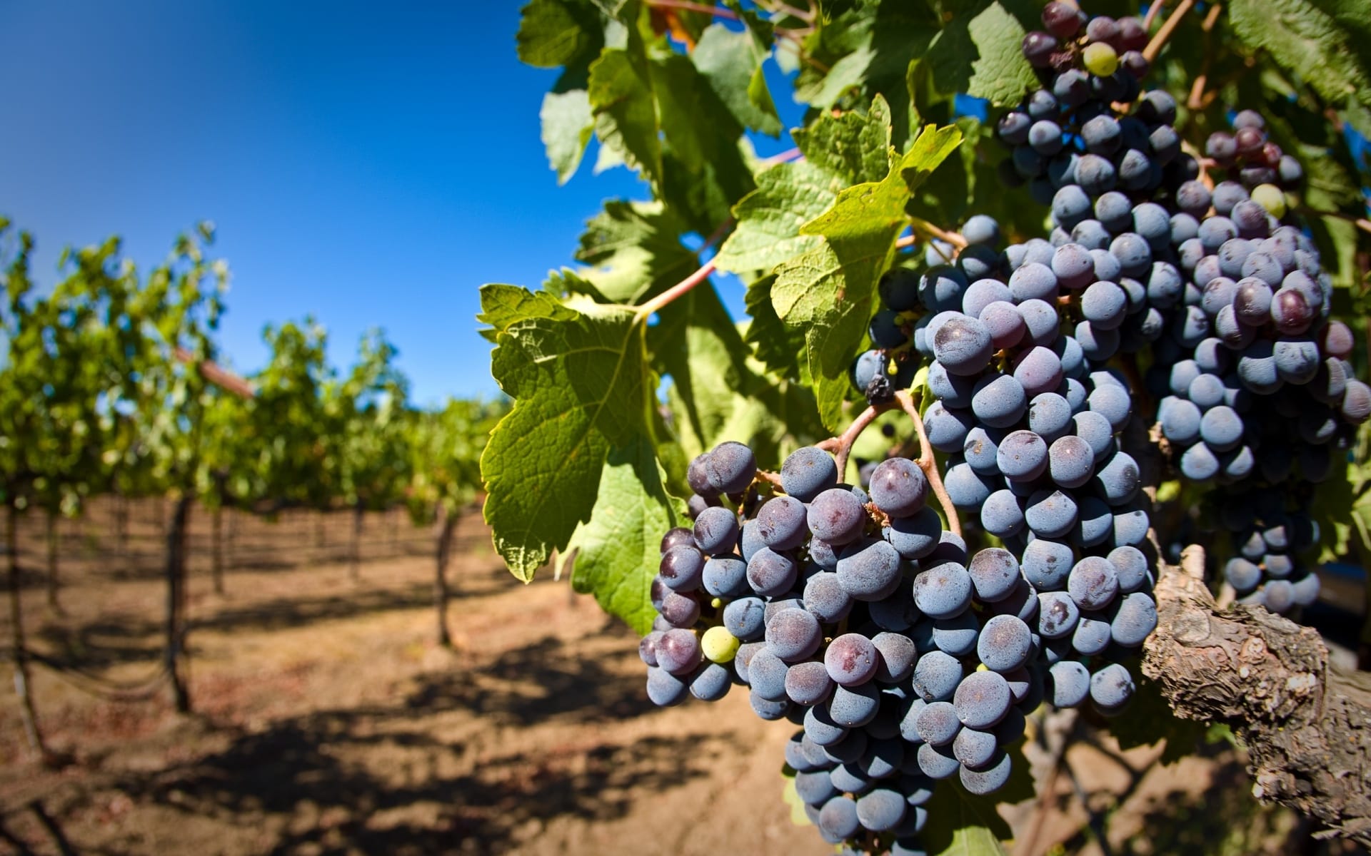 Государство предоставит налоговые льготы для поддержки виноградарства
