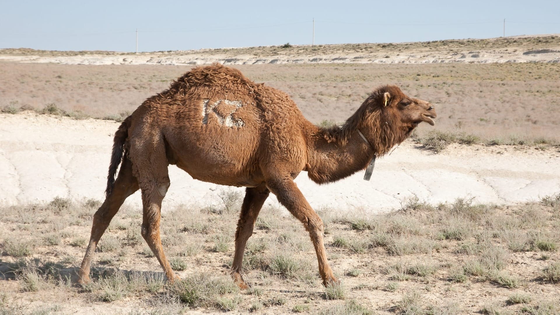 Казахстан хочет поставлять продукты из верблюжатины в Японию и страны Центральной Азии