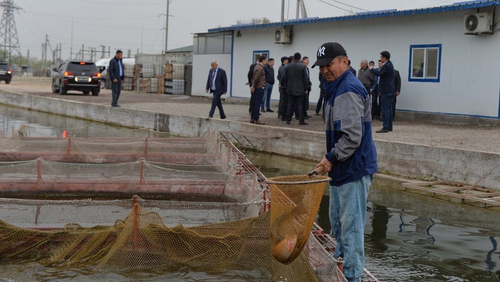 В Кыргызстане в прошлом году значительно вырос экспорт рыбы и рыбной продукции