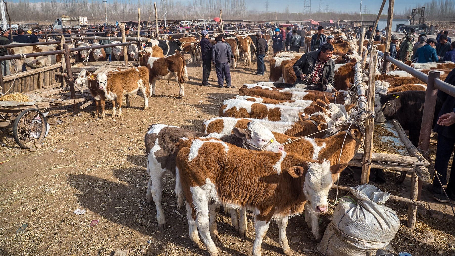 16 скотных рынков Кыргызстана оштрафовали на 160 тысяч сомов