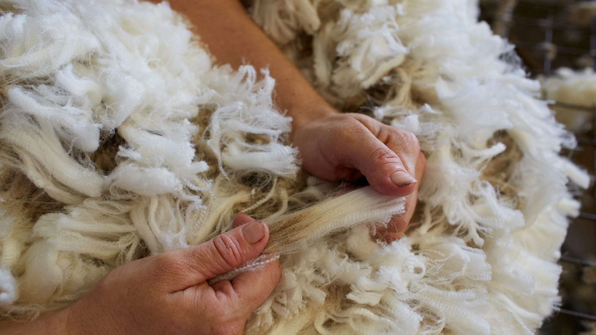 Производители шерсти из КР намерены вернуться на китайский рынок