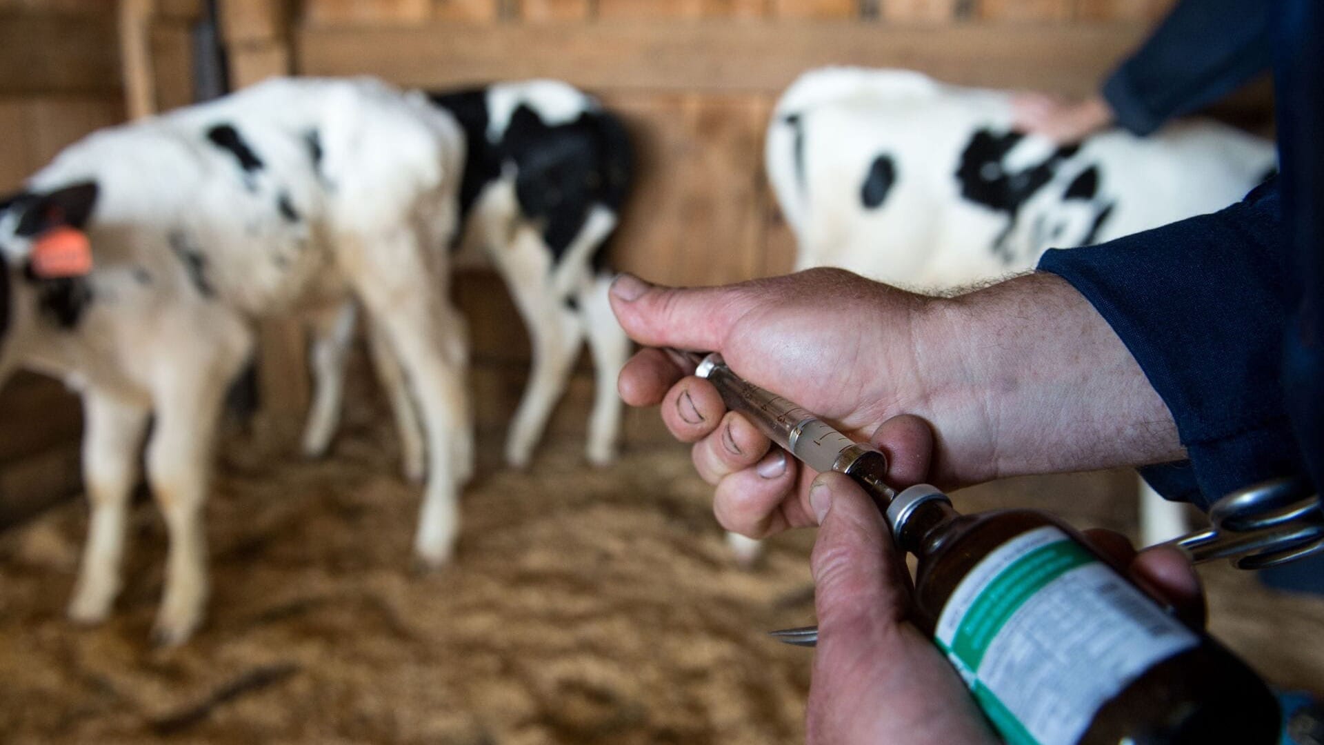 Владельцев животных бесплатно обеспечат вакциной для скота по линии Минсельхоза