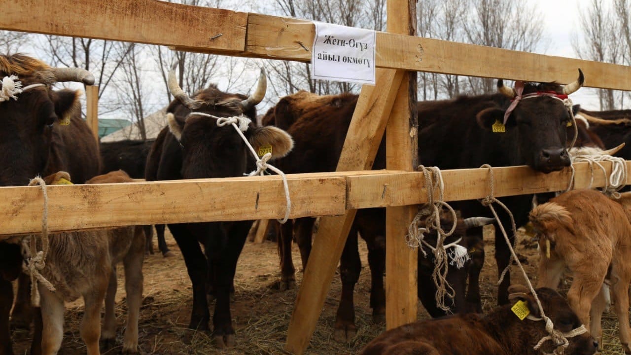 На Иссык-Куле 200 семей получили по одной корове с теленком