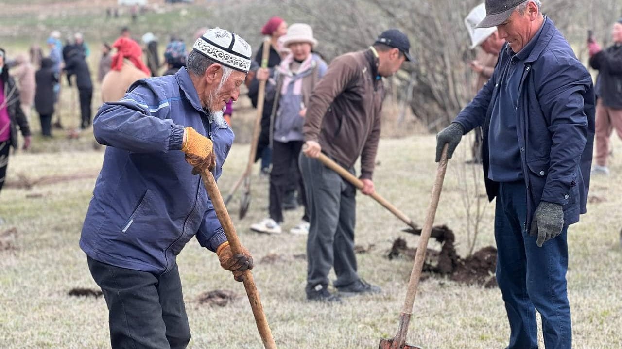 В Таласской области высадили 5 тысяч саженцев – проект поддержал фонд «Альянс Алтын»