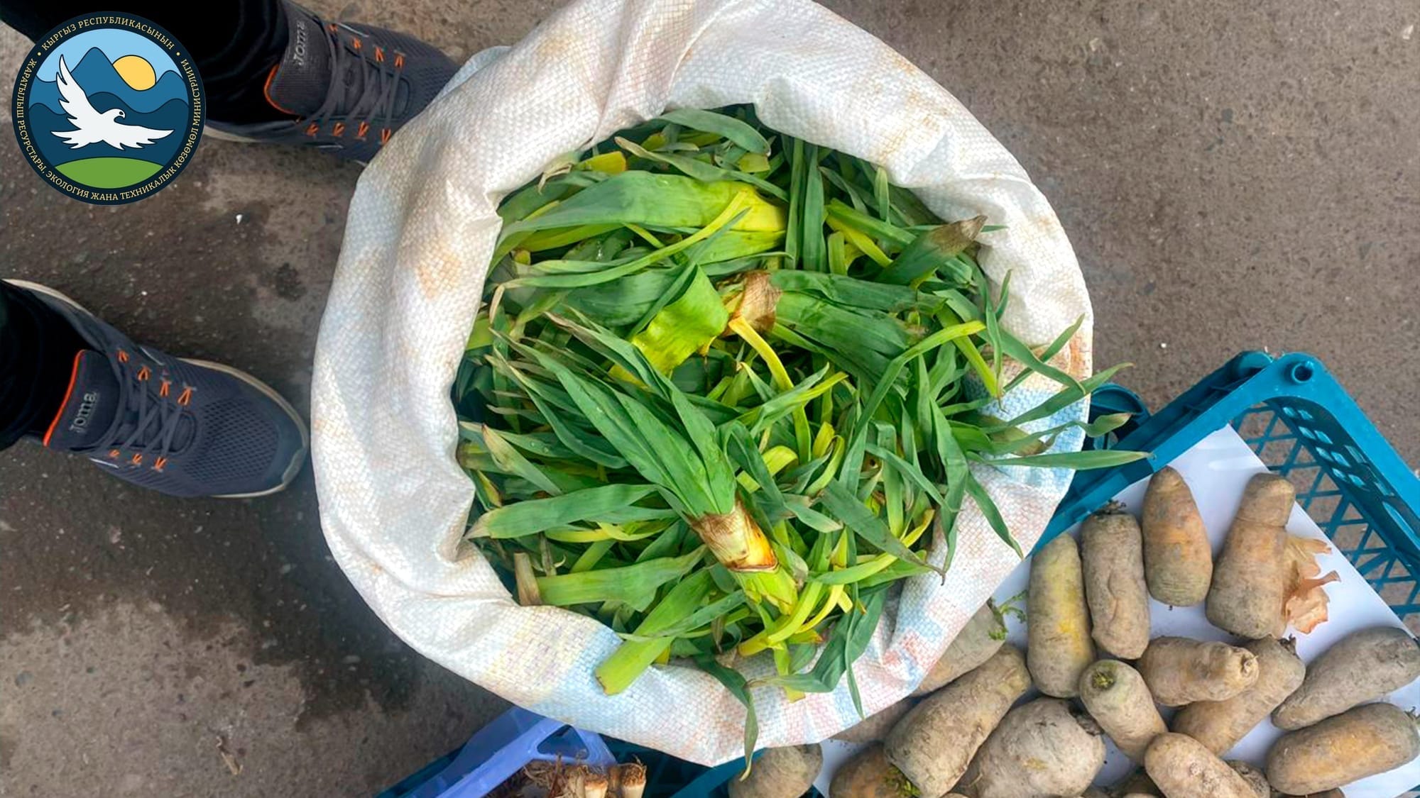 На рынках Бишкека оштрафовали торговцев за незаконную продажу растения чырыш и (!) черепахи