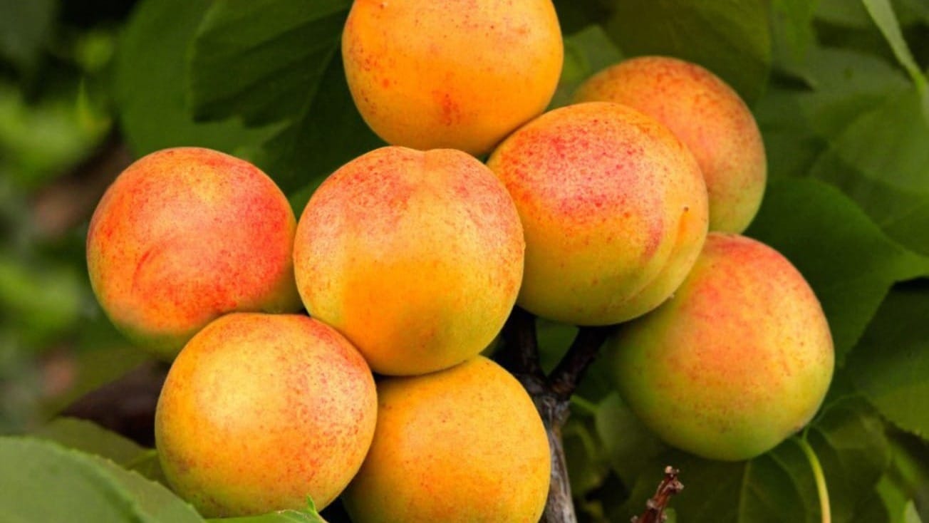 В Баткене и на Иссык-Куле откроют мини-цеха по производству масла абрикоса