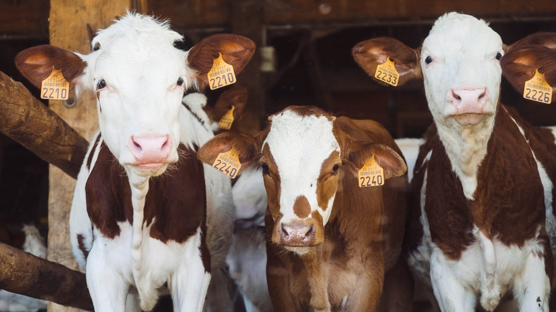 За три месяца Кыргызстан экспортировал 53.8 тысячи голов скота