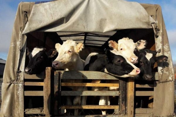 Экспортеры попросили Минэконом не запрещать экспорт скота в Узбекистан