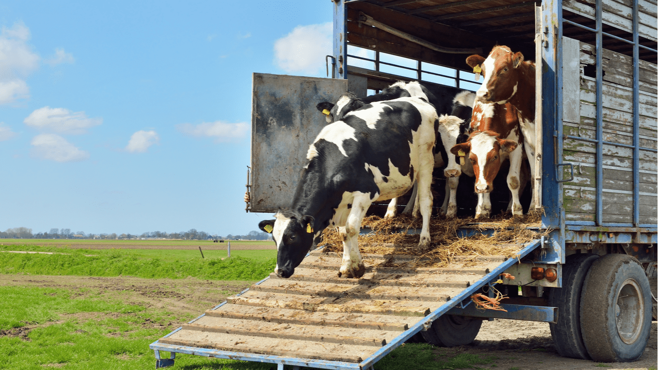 АРИС хочет купить 144 коровы почти за 30 млн сомов