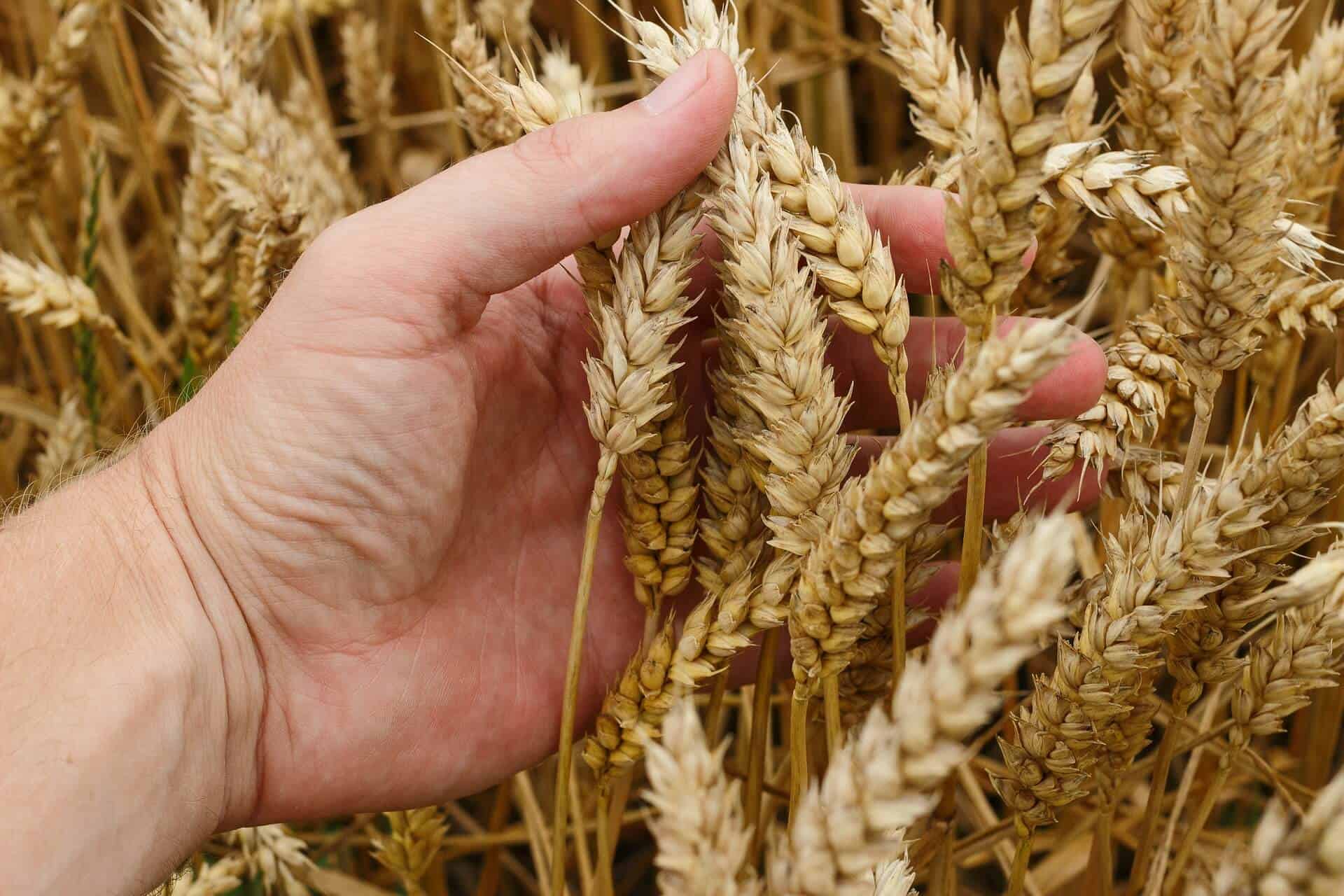 «Кумтор» выделил 5 млн сомов на проект по посеву пшеницы
