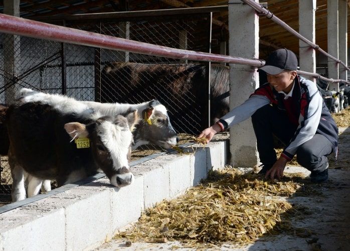 РКФР проведет тренинги  для фермеров молочного сектора