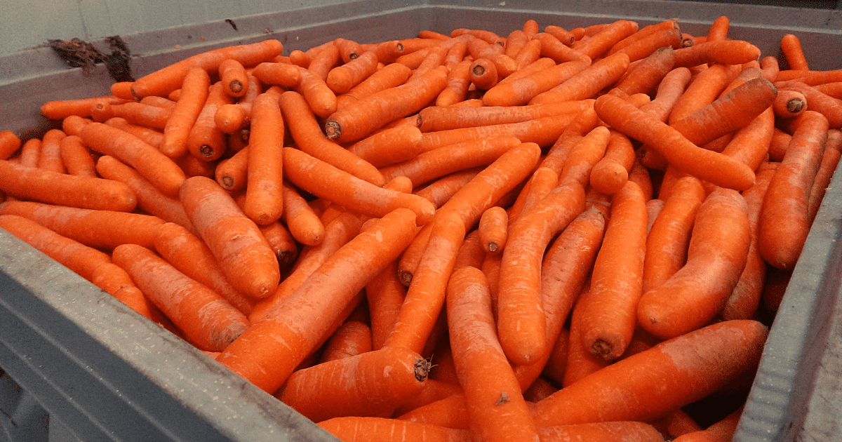 Рост цен на морковь связан с увеличением экспорта в Россию и Казахстан — Минсельхоз