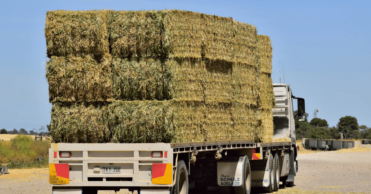 Одна из причин резкого подорожания сена — это массовая скупка для поставок в Казахстан