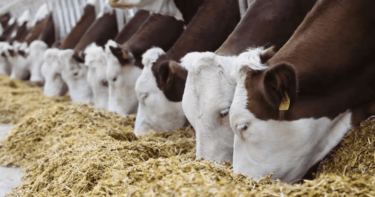 Засушливое лето — Минсельхоз предложил отменить НДС на импорт корма для животных